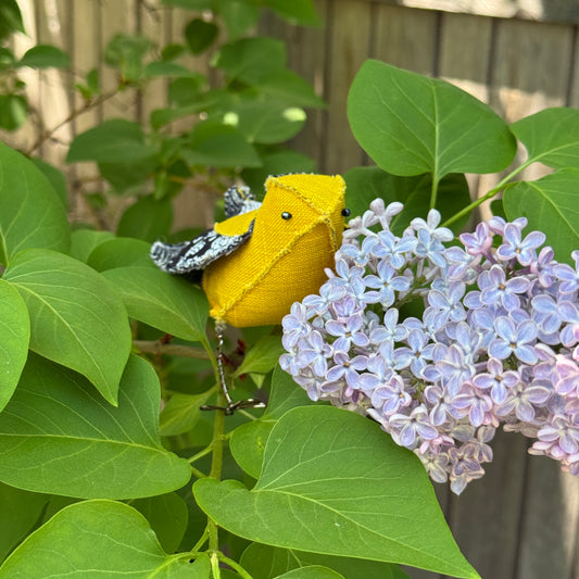Sunshiny Goldfinch
